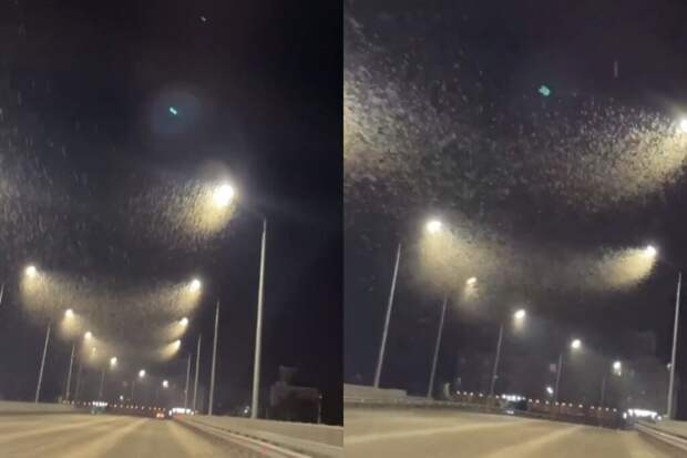 Миллионы мотыльков напугали водителей в Липецкой области