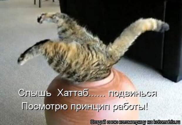 Лучшие котоматрицы за неделю (36 шт)