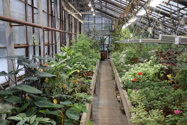 Ботанический сад в Петербурге реконструируют за 258 миллионов рублей
