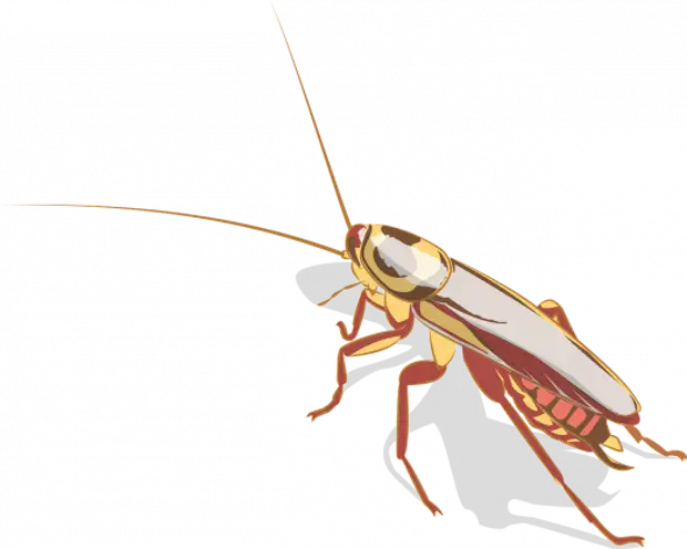 Чем опасны рыжие тараканы для человека?