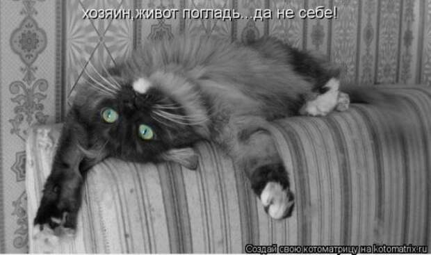 Котоматрицы(картинки с надписями)