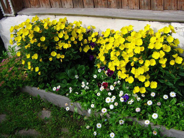 Многолетний садовый цветок Энотера (Oenotera)