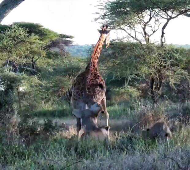 Четыре львицы работают в команде, чтобы добыть для себя жирафа в мире, видео, добыча, животные, жираф, львица, охота