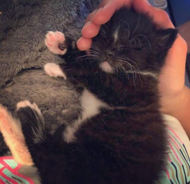 котенок в руке