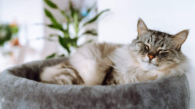 Год надежды: жительница Калифорнии ищет питомцев после пожаров