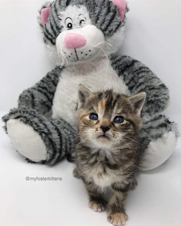 помощь уличному котенку котенок с мягкой игрушкой