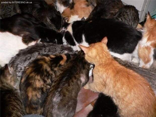 рыжий кот
