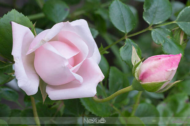 Я люблю все цветы, выпуск 113 | Роза - «Королева цветов» | Сорт «New Dawn».