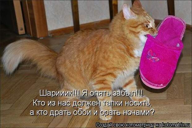 Лучшие котоматрицы недели (50 фото)