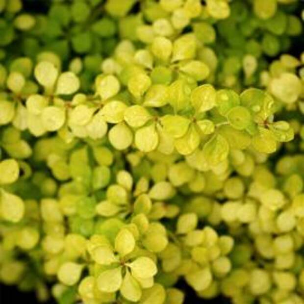 Барбарис Тунберга (Berberis thunbergii Aurea)