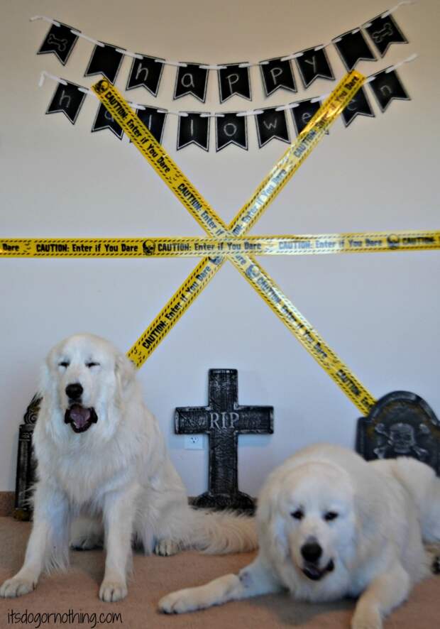Halloween Great Pyrenees
