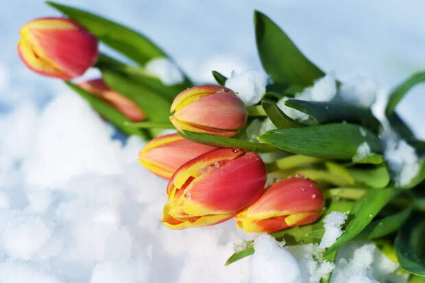 Кипшидзе: веселье 8 марта неуместно во время Великого поста