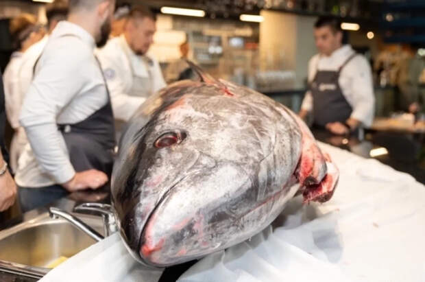 На аукционе в Японии продали тунца за 253 млн рублей