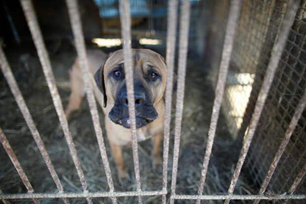 В Южной Корее активисты спасли 200 собак от съедения