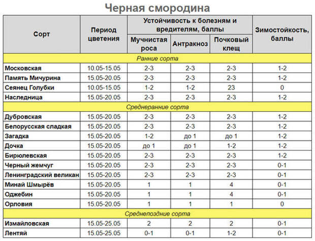 Черная смородина Черная смородина