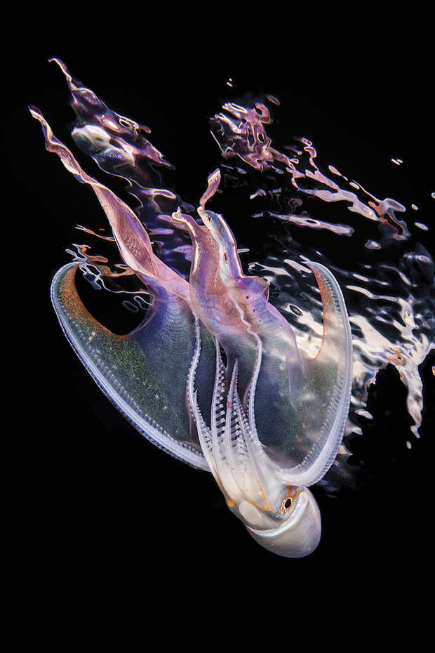 Блог - Изумительные снимки, победившие в конкурсе подводной фотографии Scuba Diving Изумительные снимки, победившие в конкурсе подводной фотографии Scuba Diving