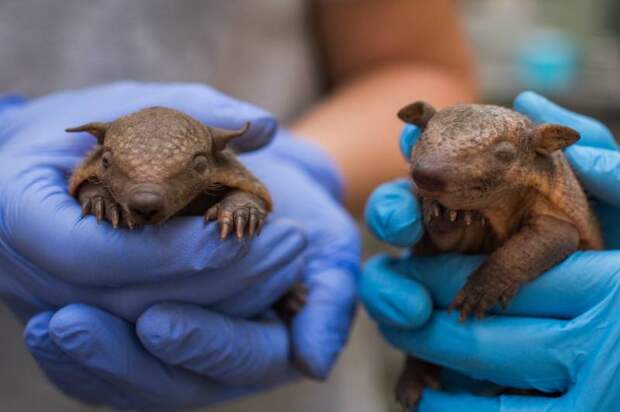 В Смитсоновском зоопарке впервые родились детеныши длинноволосого броненосца