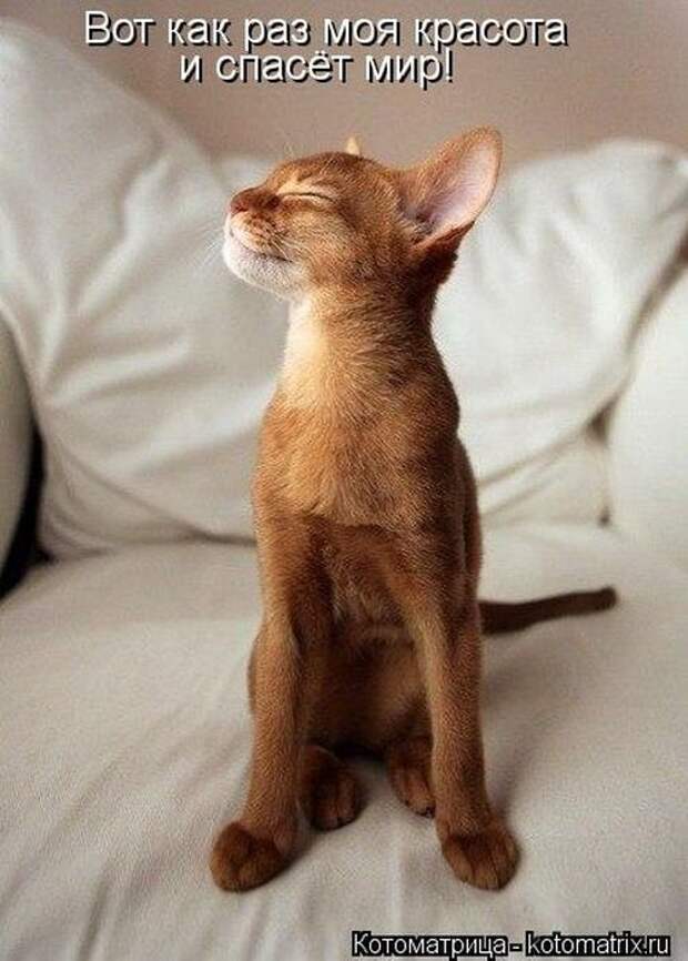 Котоматрицы(картинки с надписями)