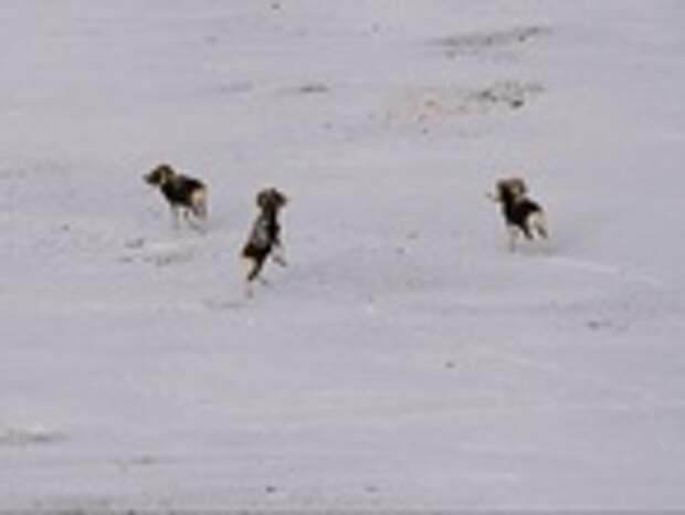 Бараны аргали / Фото: Алексей Кужлеков