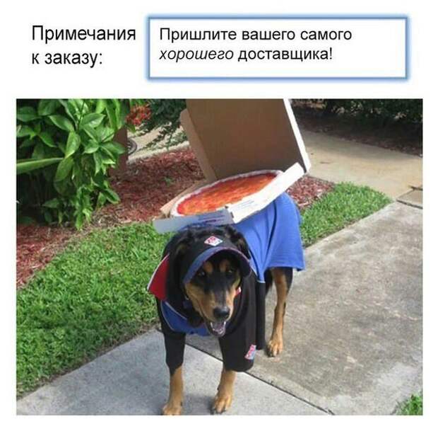 Смешные картинки про курьеров