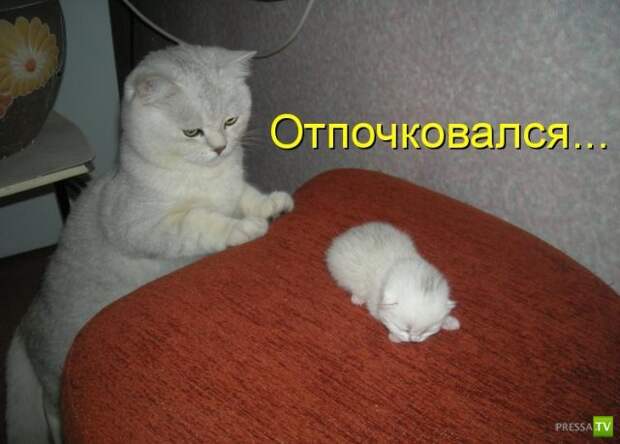 Котоматрица (18 фото)