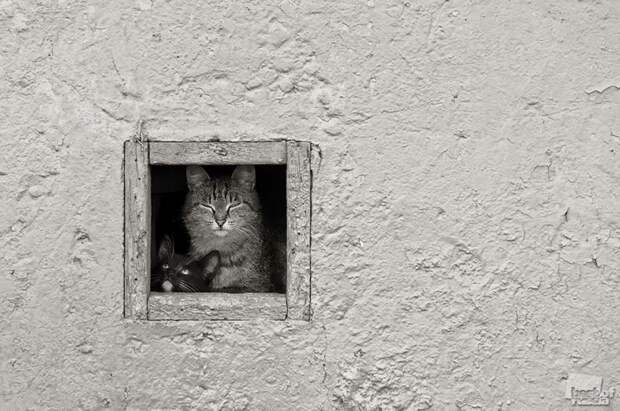 Лучшие фотографии России 2011. Номинация Природа