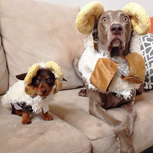Как животные становятся звездами интернета bffdogs10 Как животные становятся звездами интернета