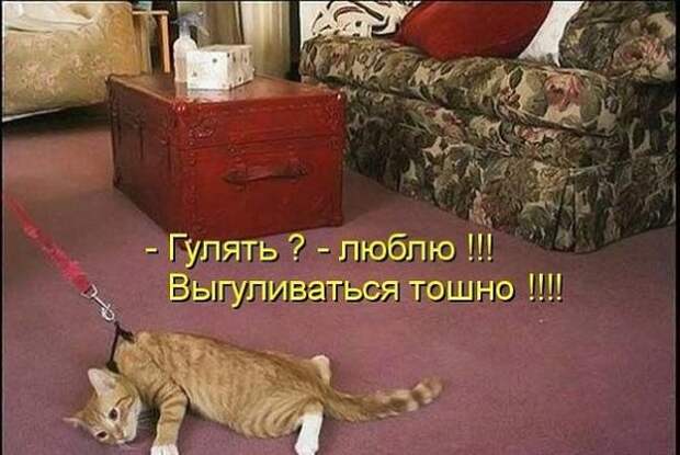 Субботний позитивчик (30 фото)