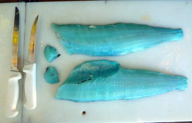 У этой рыбы реально синее мясо. животные, интересное, удивительное, фото