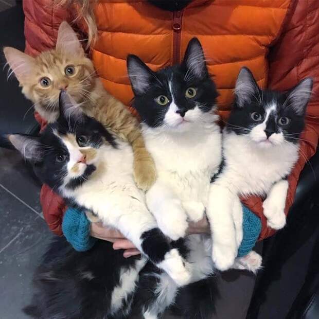 помощь беременной кошке четыре котенка