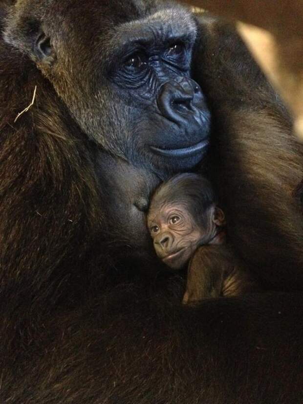 This gorilla spending some quality time with her mom.