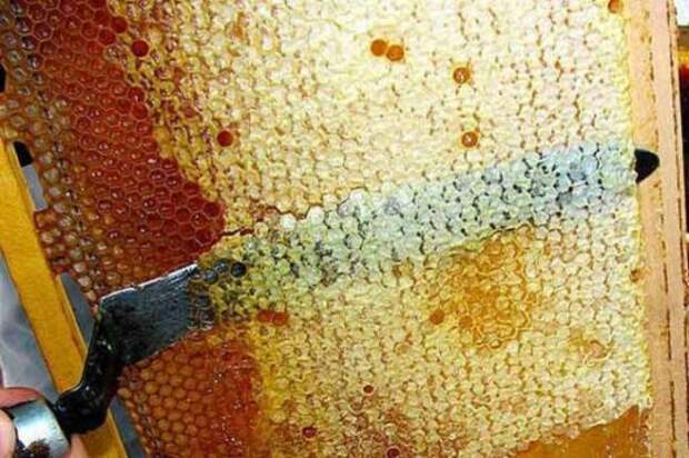 Забрус пчелиный – лечебные свойства, как принимать