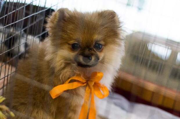 С 1 мая 2026 года регистрация собак в Тамбовской области станет обязательной