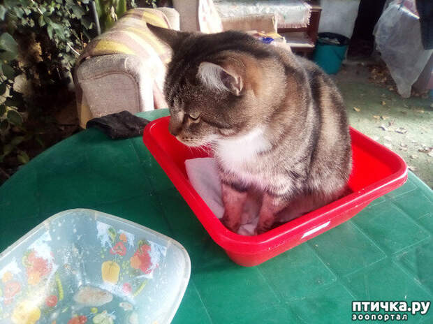 Лежак для кошки своими руками