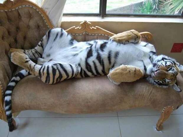 Без кота и жизнь не та