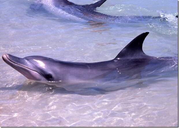 Tursiops aduncus Indian Ocean bottlenose dolphins at Monkey Mia