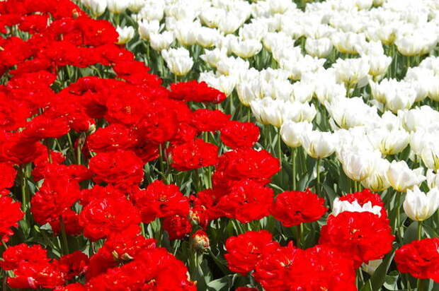 Цветут тюльпаны, сорта Махровый Красный и Up White, фото автора