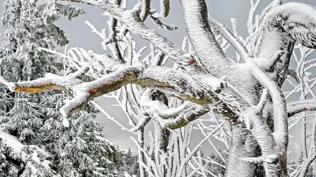 Во Владивостоке из-за непогоды повалено более 4500 деревьев