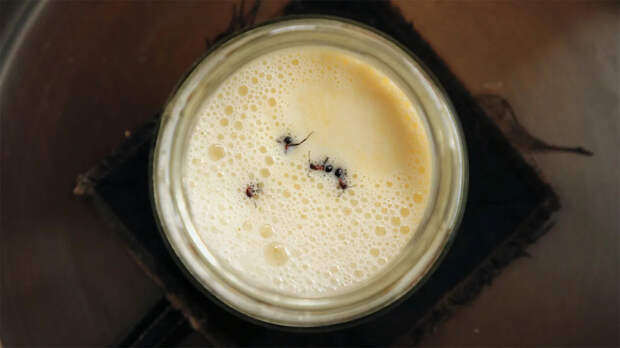 Необычные открытия 2025 года о еде: от муравьиного йогурта до идеального яйца