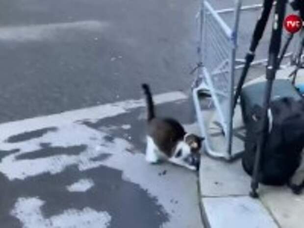 Превысил полномочия: кот британского премьера в присутствии прессы напал на голубя