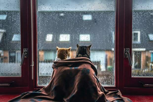 Коты, смотрящие в окно коты, окно, фотографии