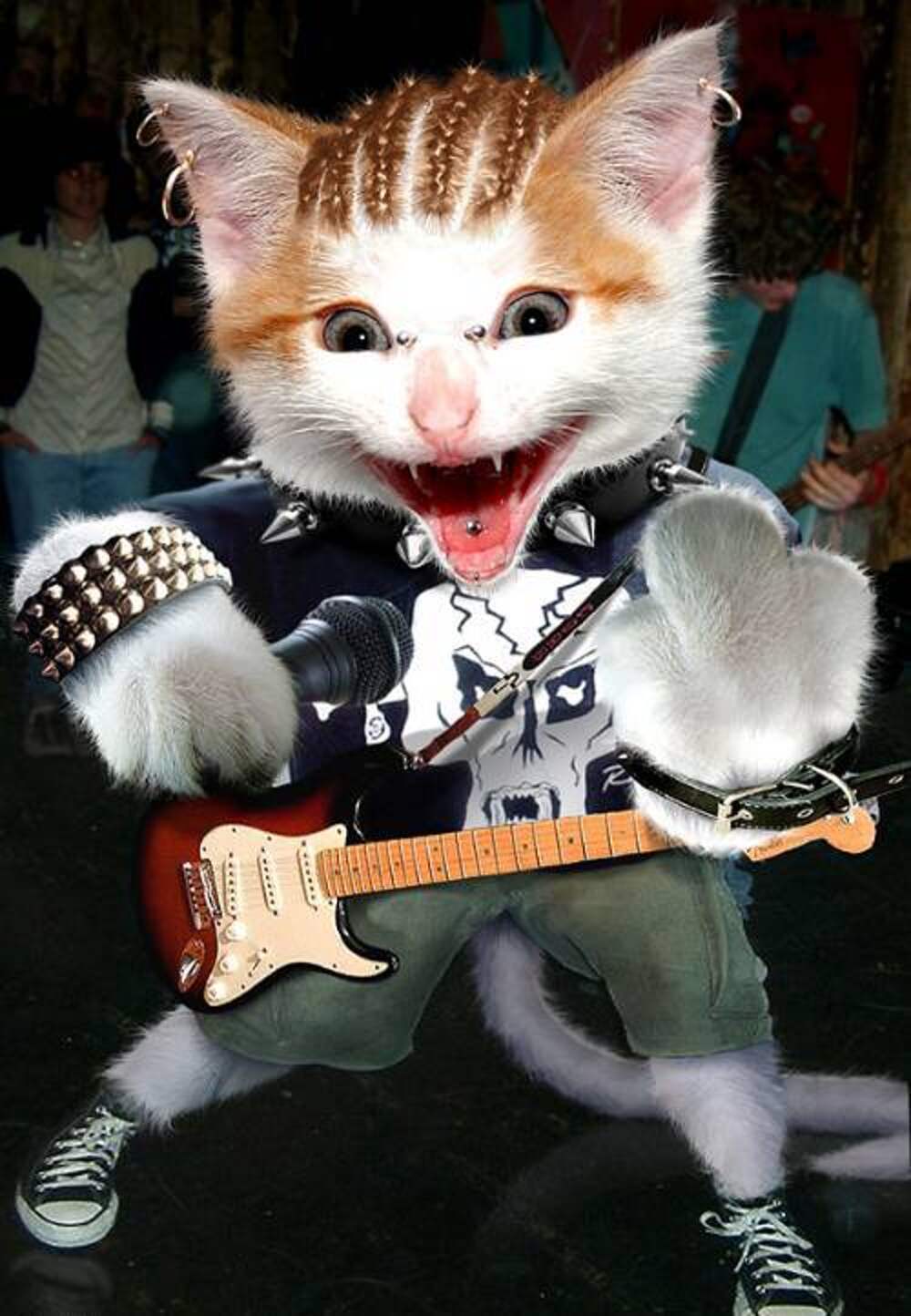 Hardrockkitten