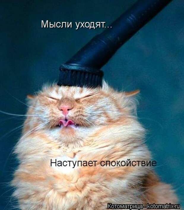 Свежая котоматрица (35 фото)
