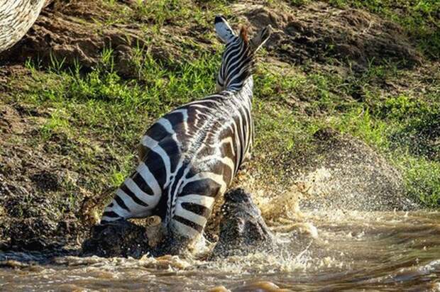 Зебра отбилась от крокодилов и умудрилась покусать одного из них животные, зебра, история