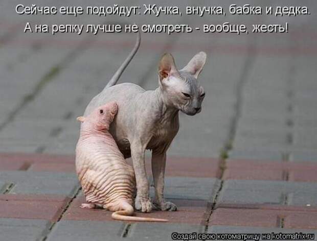 Котоматрицы(картинки с надписями)