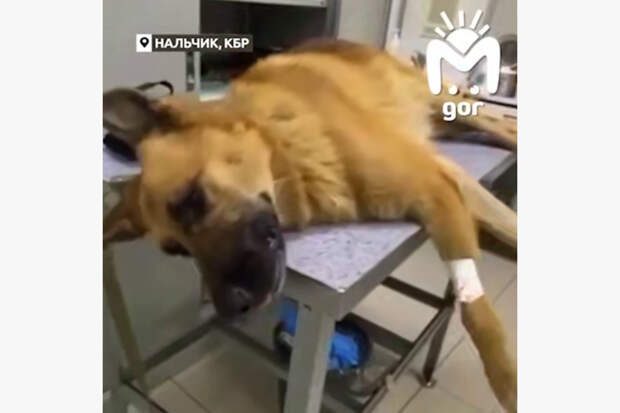 Россияне обвинили мужчину в приставании к детям и издевательствах над животными