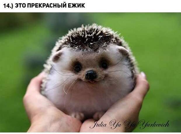 Прикольные и просто красивые картинки