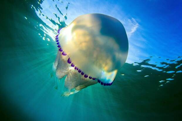 Медуза дышит всем телом, поскольку у нее нет легких и жабр, а также любого другого органа дыхания.  животный мир, медузы