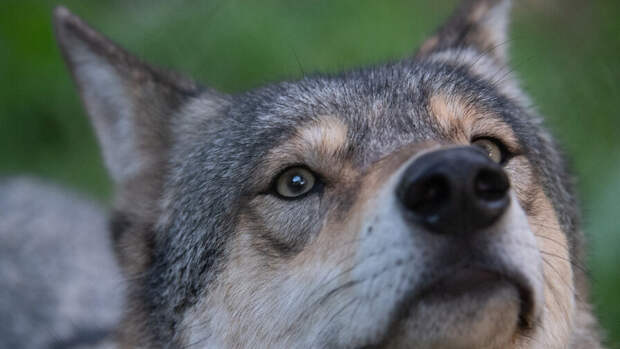 Зоологи выяснили, что волки привязываются к людям не хуже собак