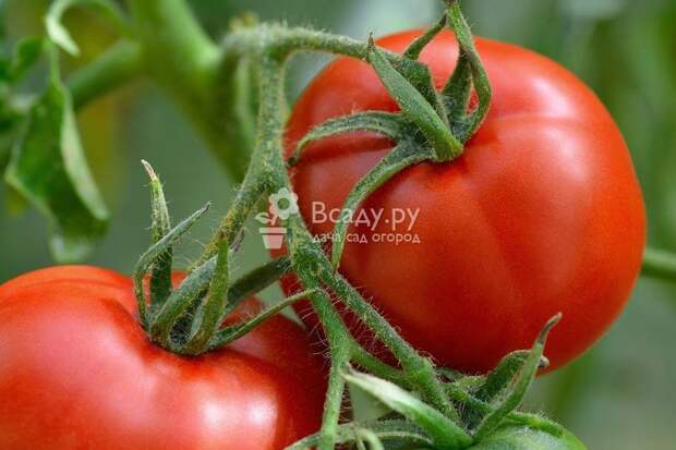 Выращивание томатов по методу Казарина дает отличный результат
